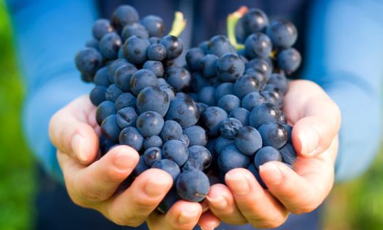 葡萄上的白霜是什么 葡萄白霜不清洗干净吃了对身体有害吗-八福集