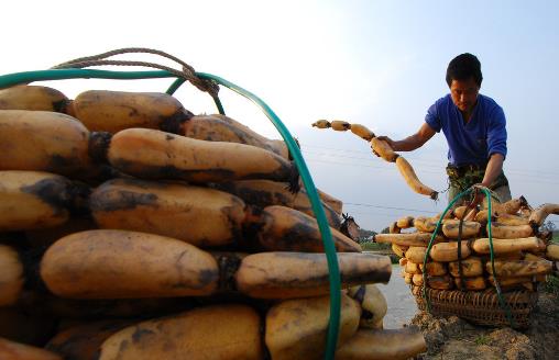 挑选莲藕,这三种情况不能要