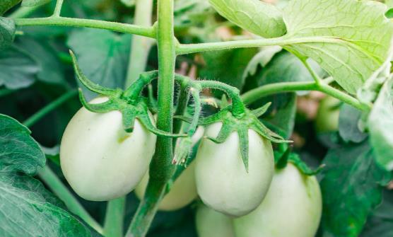 吃蔬菜也有的讲究 吃错就会要命-八福集