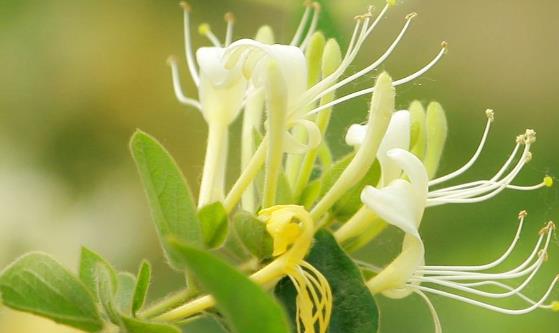 这6类植物是天然消炎药 鱼腥草特别适合烟民-八福集