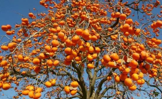 上半年可以吃到的应季水果 对人体大有裨益-八福集