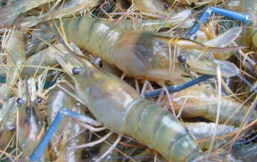 虾营养丰富且肉质鲜美 挑选新鲜好虾的窍门-八福集