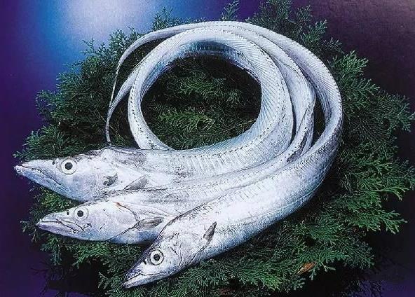 为什么带鱼不能人工养殖?带鱼是深海鱼吗?有什么营养价值