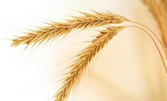 别嫌全麦粉黑黑点更健康 美味低糖全麦粉双色馒头做法-八福集