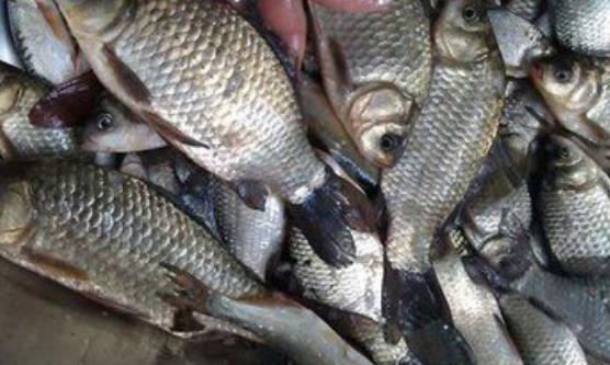 鲫鱼能利水消肿益气健脾 鲫鱼虽好却不是所有人都可以吃-八福集