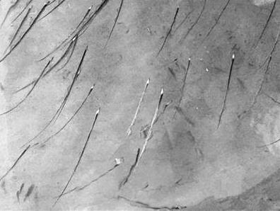 为什么带鱼不能人工养殖?带鱼是深海鱼吗?有什么营养价值