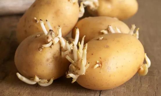 这4类发芽菜发芽不能食用 不利人体健康-八福集