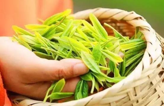 茶中佳品明前茶的独特优点 喝明前茶的注意事项-八福集