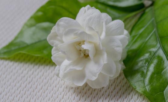 茉莉花能改善生活中的身体不适 关于茉莉花的药用功效-八福集