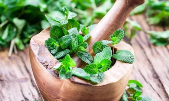 薄荷菜的五种美味做法 食用薄荷菜的禁忌-八福集