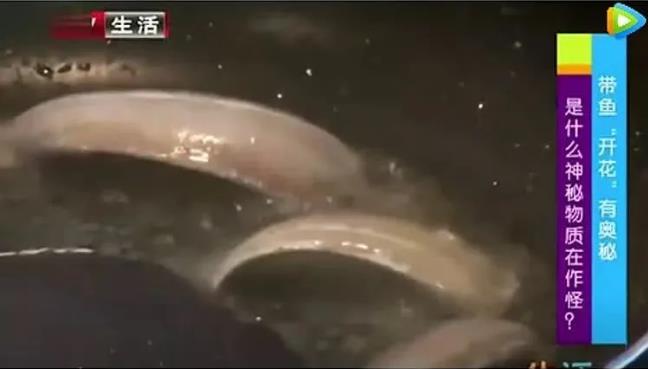 甲醛浸泡过的带鱼一碰热油就扭曲、炸裂“开花”,千万别买别吃