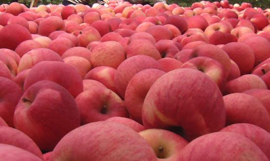 常吃苹果使人心情愉悦 不必太纠结吃苹果早上还是晚上好-八福集