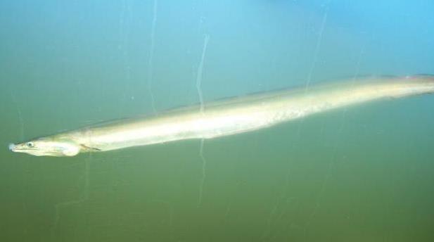 为什么带鱼不能人工养殖?带鱼是深海鱼吗?有什么营养价值