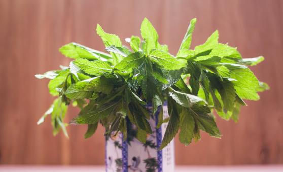 盆景植物的功效超乎想象 茉莉花泡茶有养颜的功效-八福集