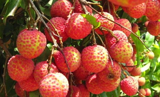 男人补肾七种水果推荐 补肾又补精-八福集