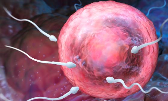 精子活动率低的原因 提高精子活动的六类食物推荐-八福集