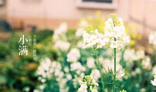收获的前奏——二十四节气之小满-八福集