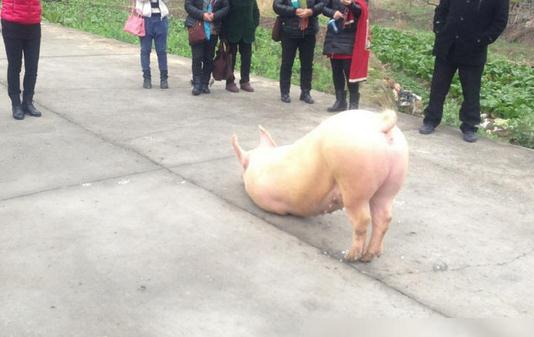 猪也会跪拜，浙江温州永嘉县奇闻-八福集