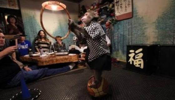 日本最火爆的餐厅之一 猴子当服务生,报酬只要香蕉