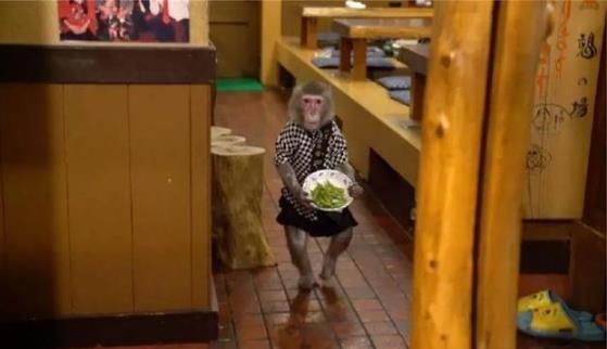 日本最火爆的餐厅之一 猴子当服务生,报酬只要香蕉