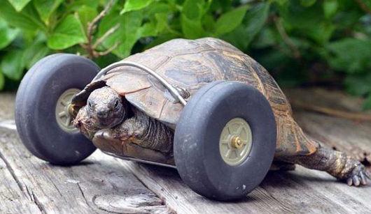 给90岁的乌龟装上一对轮子。让他跑起来?