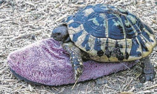 乌龟中的奇葩:雄龟和拖鞋相恋30年