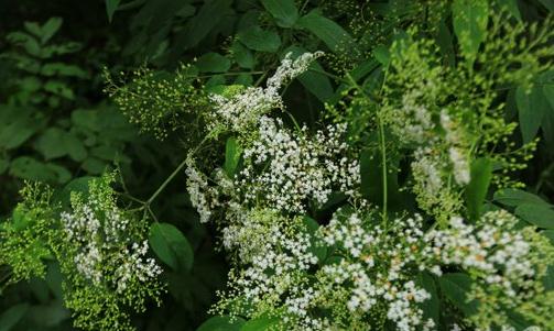 冰河世纪残存的植物,堪称植物大熊猫
