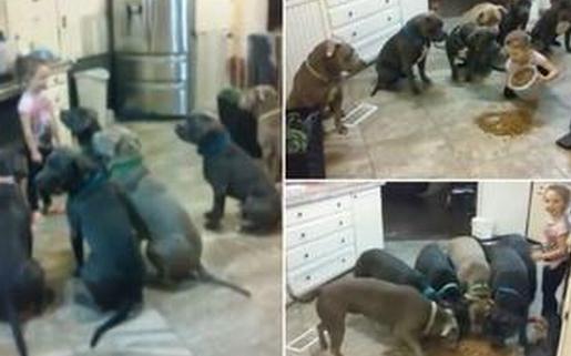 国外4岁女童徒手喂食6只巨型斗牛犬,面无惧色