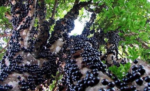 地球上仅存的8个来自“外星球”的森林-八福集