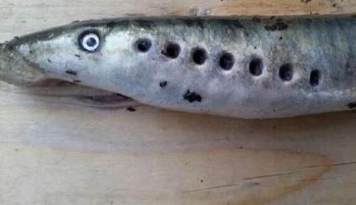 僵尸鱼现英国河道,学名七鳃鳗