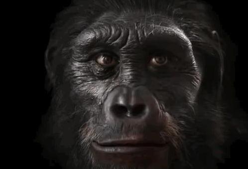 人类的长相进化,竟然是为了抗挨打