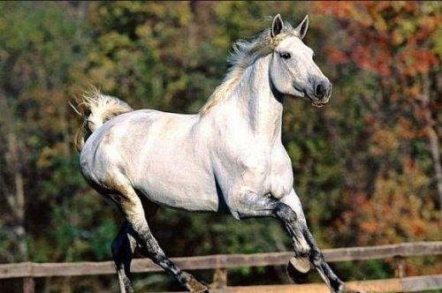 最纯正的汗血宝马,价值上千万美元