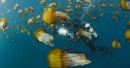 马里亚纳海沟恐怖 曾潜入海底研究员不敢再去这海域-八福集