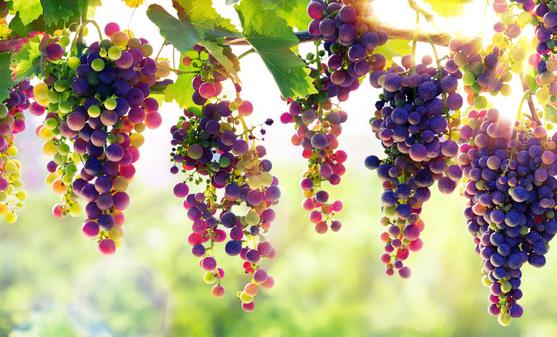 饮食丰胸是最无副作用的方法 三种美食瘦身保健还能丰胸-八福集