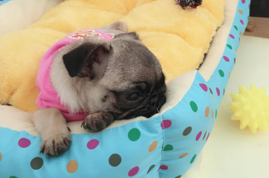 巴哥犬刚开始养就后悔-八福集