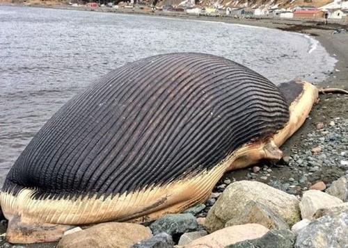 鲸鱼尸爆(鲸鱼为什么会尸爆)-八福集