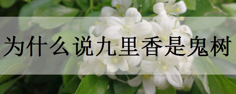 为什么说九里香是鬼树-八福集