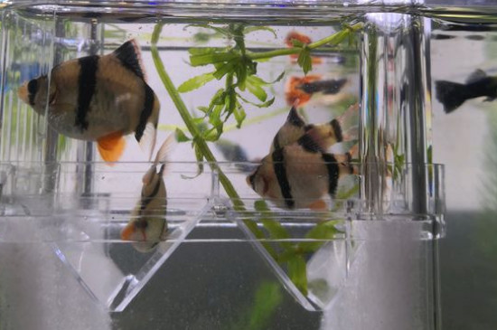 虎皮鱼能和什么鱼混养-八福集