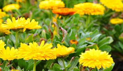 上坟用菊花一般用几朵 清明祭祀的时候应该注意-八福集