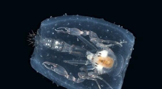 深海100000米以下生物【图片】-八福集