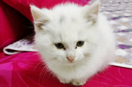 宠物猫怎么养-八福集