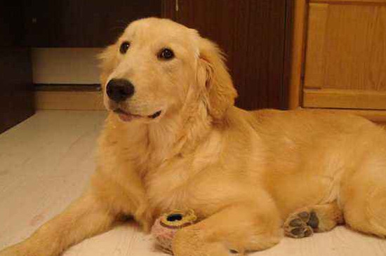 金毛掉毛吗-八福集