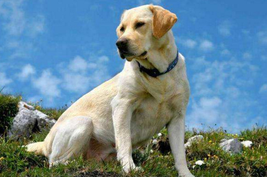 不养拉布拉多的理由-八福集