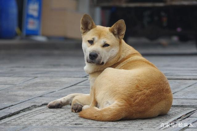 为什么土狗不用打疫苗-八福集