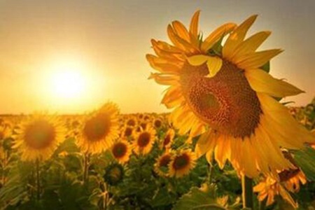 向日葵花语是什么 不同数目向日葵代表什么寓意-八福集