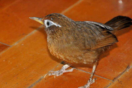 画眉鸟怎么饲养-八福集