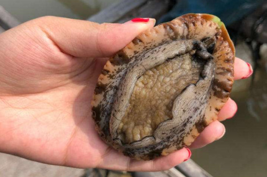 鲍鱼是什么 鲍鱼的说明-八福集