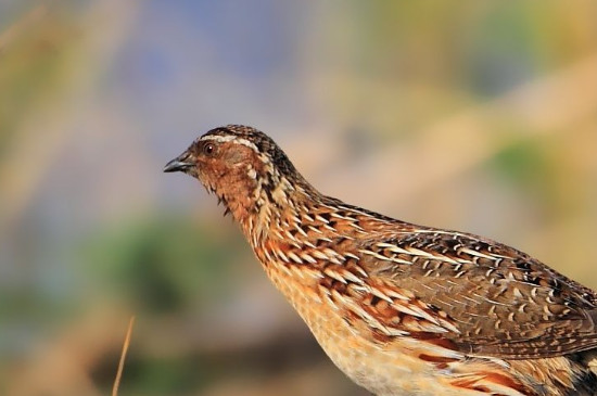 鹌鹑吃什么食物-八福集